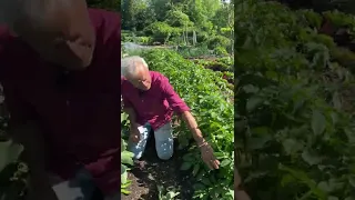 No rotation! 8th consecutive year of broad beans and potatoes in the same soil