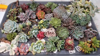 MY SPECIAL WISH LIST SUCCULENT HAUL Buying from Facebook Norah Garden 89