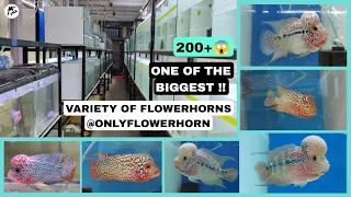 200+ Flowerhorn fish for sale | Only Flowerhorn raising setup | Goregaon West | Fish.n.ansari