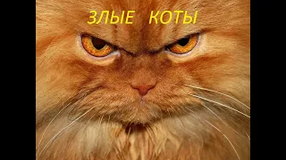 ЗЛЫЕ КОТЕЙКИ. ДРАКИ КОТОВ. ПРИКОЛЫ С КОТАМИ. НЕ КОТ САЙМОНА. ПОДБОРКА ЧАСТЬ II. EVIL CATS.CATS FIGHT