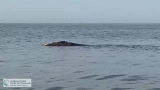 First day of right whale sightings!