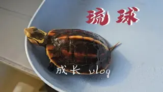 [琉球黄缘][黄缘闭壳龟]------小琉球出眠后一个月时间，完全适应新环境