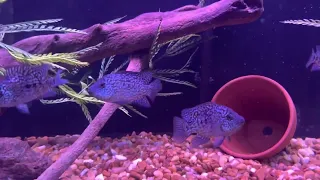 Carpintis Cichlids Escondido Some Survived ￼