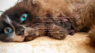 Нашли кошку с оторванной лапой Cat disabled | Cat without paw