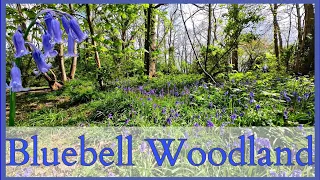 Woodland Walk Through Flowers #bluebells #forest #birdsong #mindfulness