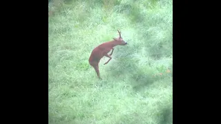 Roebuck hunting