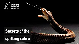 Spitting cobras: the peculiar evolution of defensive venom in snakes