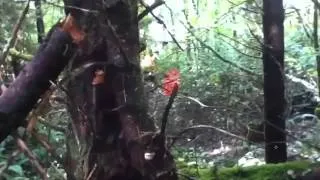 Amazing cloaking Bigfoot Caught on Camera Spooky Predator Style