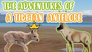 The Adventures of a Tibetan Antelope | #Preview