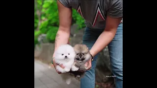 [Tiktok] Funny and Cute Pomeranian dog #76 #Shorts