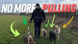 3 EASY Tips To Stop Your Dog Pulling On The Leash. FAST RESULTS!