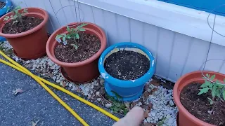 Raised Garden Vlog Update - Things are doing great