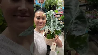 Exciting Alocasia plants being found at big box shops #shorts #plants #indoorplants