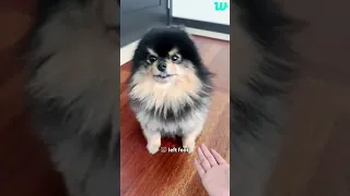 Taehyung wants to cuddle Yeontan but Yeontan is savage ☺️💜