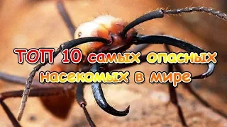 ТОП 10 самых опасных насекомых в мире! Слабонервным не смотреть!