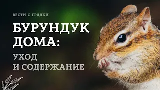 Бурундук домашний. Содержание и уход