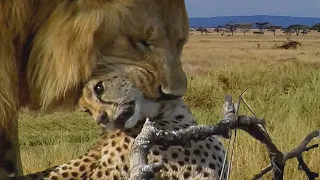 Angry Lion kills Cheetah in split seconds, Wild Animals Attack