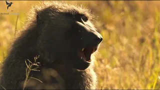 Baboon tribe fiercely claim cheetah mom's hard earned prey | The way of the Cheetah