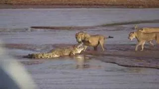 Lions vs. Crocodile Fight - Samburu National Reserve, Kenya (August 6, 2014)