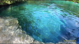 Cenote Manatí Snorkeling with a Crocodile using a GoPro, Riviera Maya, Tulum