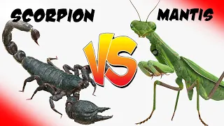 Scorpion Vs Praying Mantis - Who Wins? [Epic Bug Battle] [High Definition]