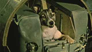 Laika the dog first entered orbit 60 years ago