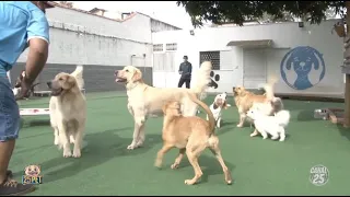 Hotel para cães. Conheça a rotina para hospedagem ou creche / day-care com a Tranquilidog