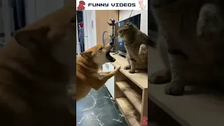 Best Funny Animals Videos 2022 😂 #16