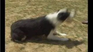 Dog Tricks Training: Rolling Over : Dog Tricks: Why Dogs Roll Over