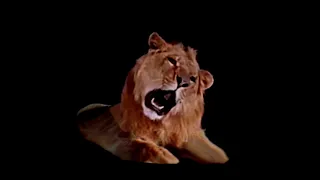 MGM Leo The Lion Video Footage