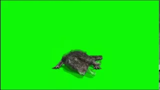 krokodil greenscreen