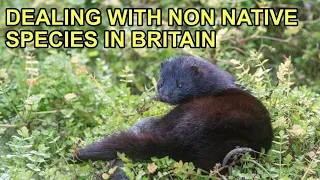 Non Native Species in the UK ft Jack Perks