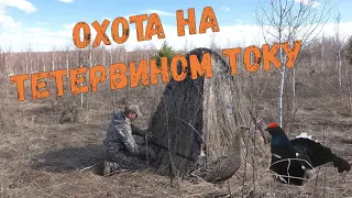 Охота на тетерева на току / Установка скрадка / Что случилось с током