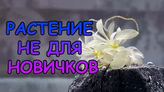 РАСТЕНИЕ НЕ ДЛЯ НОВИЧКОВ #АКВАМЕН