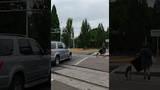 🦮🦮Cute German Shepherd crossing train tracks [Smith street railroad crossing]