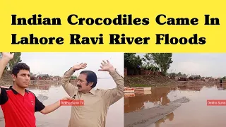 Indian Crocodiles Came In Lahore Ravi River Floods