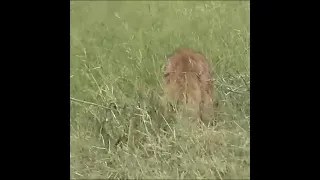 Hyena stalks a gazelle and eats it alive