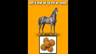 घोडो को सर्दी मे गुड देने का फायदा क्या होता है।Horse diet tip | horse diet Information