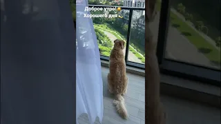 Доброе утро ☀️ Голден ретривер 🐕