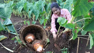 Have you ever grown taro and dig it for your recipe? / Dig big taro for my recipe