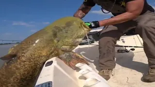 GIANT YELLOW CATFISH IN A MUDDY RIVER ON SPINNING