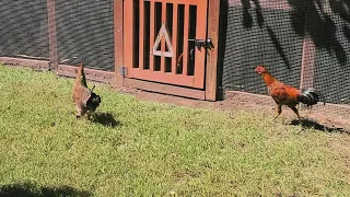 Springtime on a small poultry farm in North Carolina :) #poultry #chickens #chickencoops