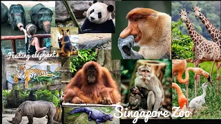 Singapore Zoo Guide|| World's best Rainforest Zoo ! 4K Tour || Best Zoo in Asia