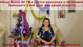 Обзор более 80-и ГФ и сортов винограда в питомнике Пузенко - Приходите в мой дом, мои двери открыты.