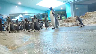 走るジェンツーペンギン！！