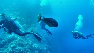 Red Sea. Scuba Diving on the Coral Reef of Sharm el Sheikh, Egypt