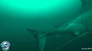 Too Close for Comfort - Great White Shark encounter