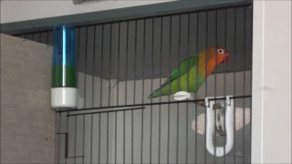 Cennet Papağanı Ötüşü - Lovebird Singing
