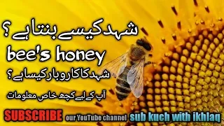 Bee Movie, How is business of Honey making , Honey Maker Naveed Khan's information in urdu and hindi