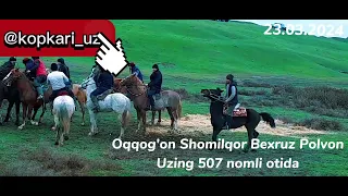 Oqqorgon shomlqoroda kopkari saeli 23.03.2024